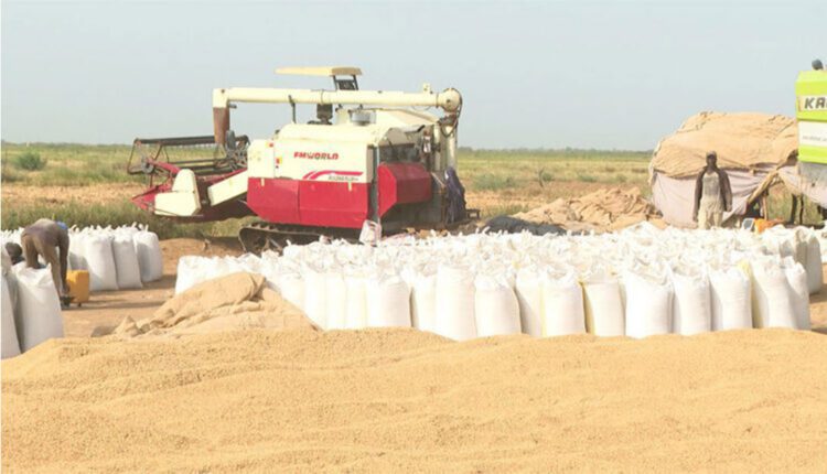 La récolte du riz se poursuit dans la wilaya du Trarza, avec des perspectives prometteuses